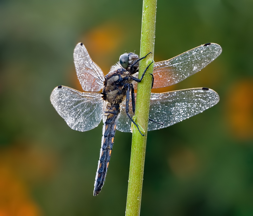 Black Tailed Skimmer 4